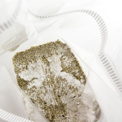 Гроубокс (Grow Kit) для выращивания волшебных грибов Psilocybe cubensis Albino+ — изображение 2