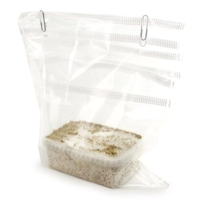 Гроубокс (Grow Kit) для выращивания волшебных грибов Psilocybe cubensis Albino+ — изображение 3