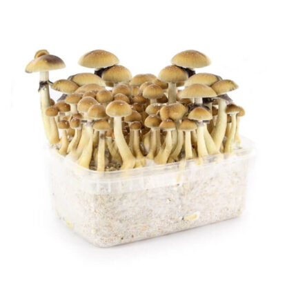 Гроубокс (Grow Kit) для выращивания волшебных грибов Psilocybe cubensis Albino+ — изображение 4